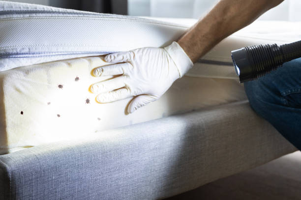 Best Pest Removal Services  in Marissa, IL