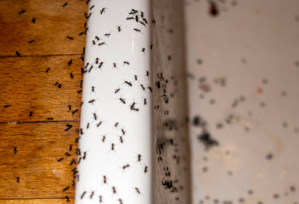 Best Pest Inspection Near Me  in Marissa, IL